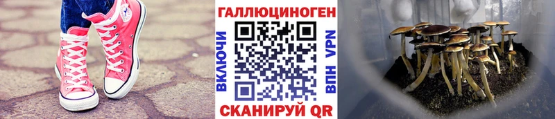 дарнет шоп  Иваново  Псилоцибиновые грибы GOLDEN TEACHER 